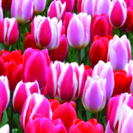Picture of Durango Botanical Society's Annual Bulb Sale