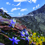 Picture of San Juan Mountain Jam Benefitting the Weminuche Wilderness
