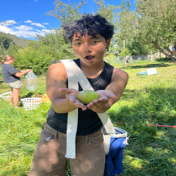 Picture of Help Pick Apples for Apple Days Festival