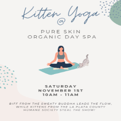 Picture of Kitten Yoga