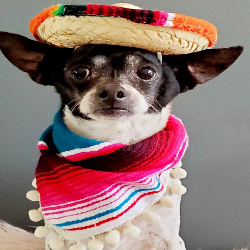 Picture of Cinco de Paw-yo Photos at Bark Bark