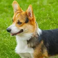 Picture of Durango Corgi Crawl 