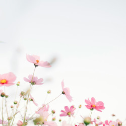 Picture of A Blooming Mother's Day