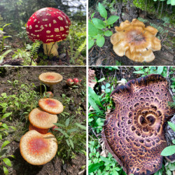 Picture of Mushroom and Plant Walk