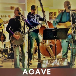 Picture of Agave live @ Grateful Dead Week