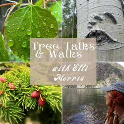 Picture of Tree Walks & Talks: Sky Island, Trees From Another Time